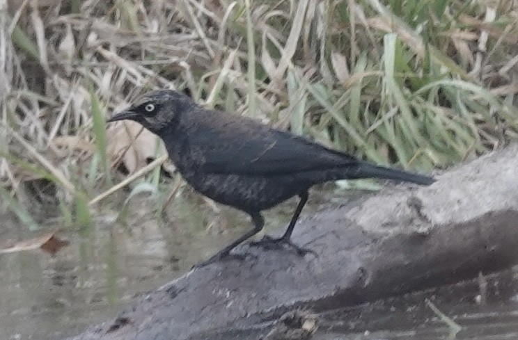 Rusty Blackbird - ML646470776