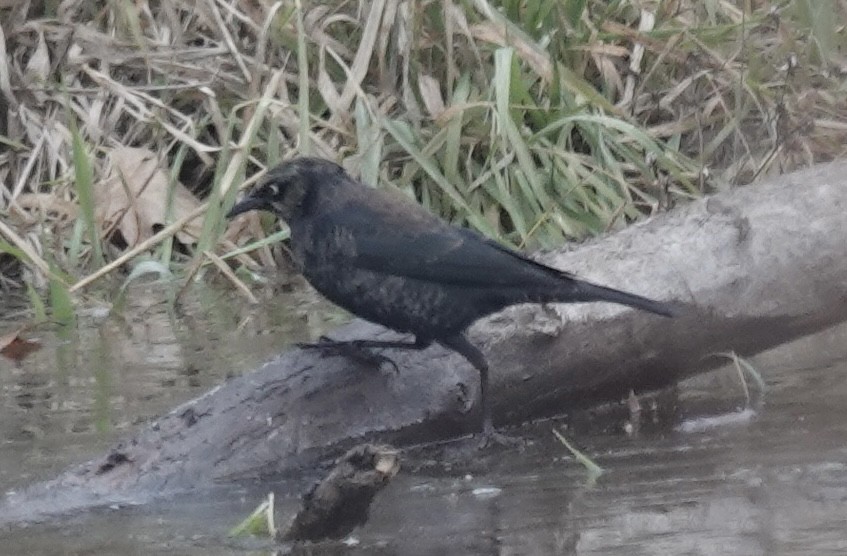 Rusty Blackbird - ML646470777