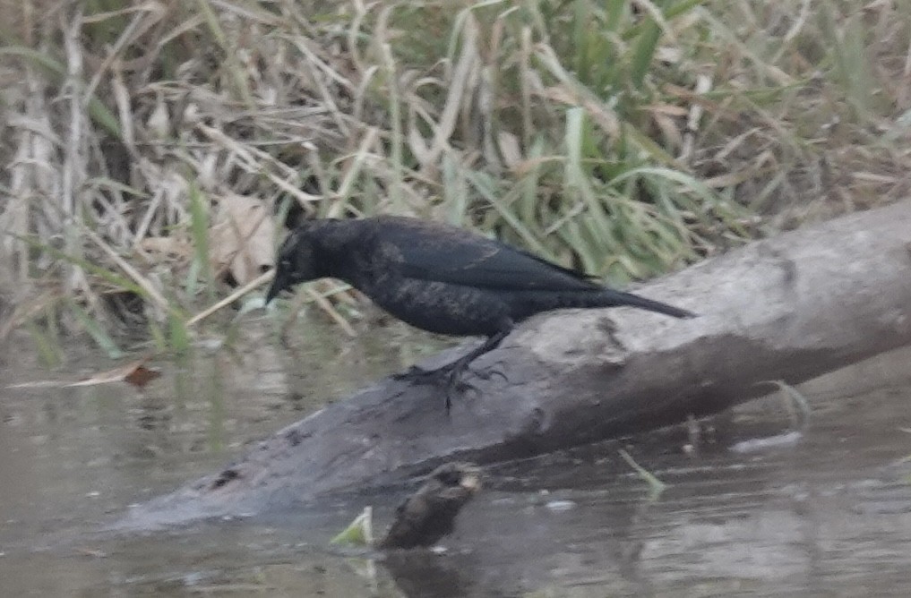Rusty Blackbird - ML646470778