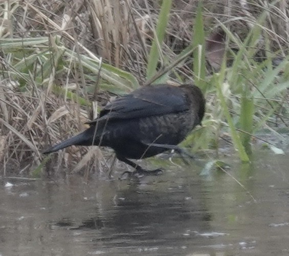 Rusty Blackbird - ML646470779