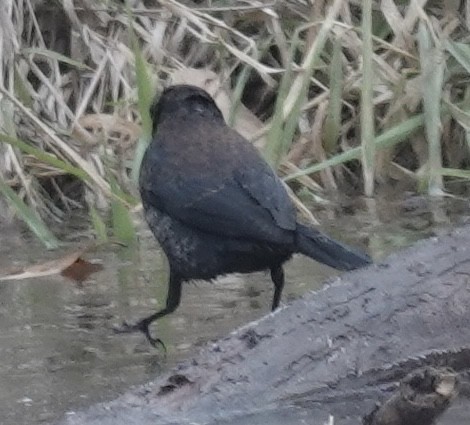 Rusty Blackbird - ML646470780
