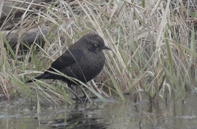 Rusty Blackbird - ML646470781