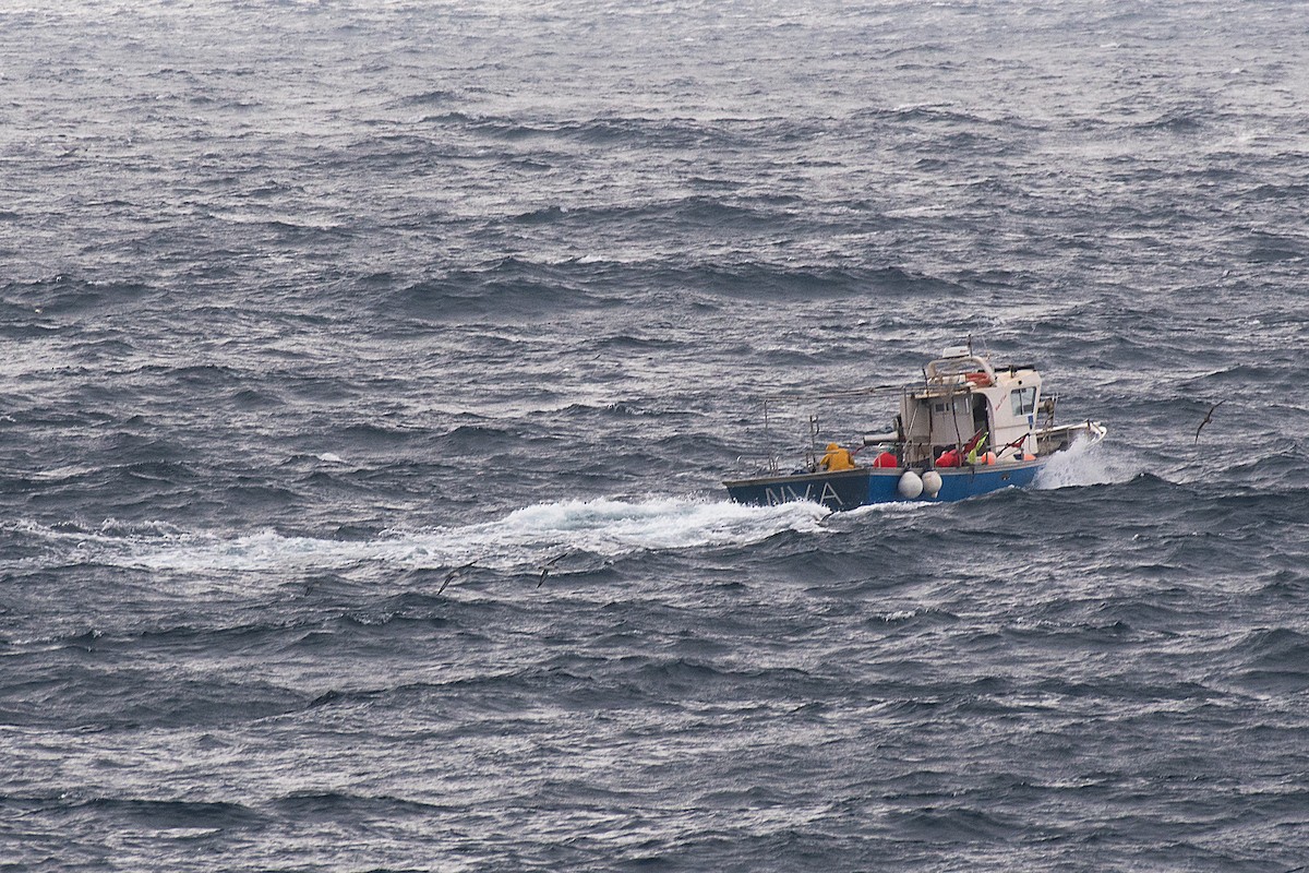 Scopoli's Shearwater - ML646470782