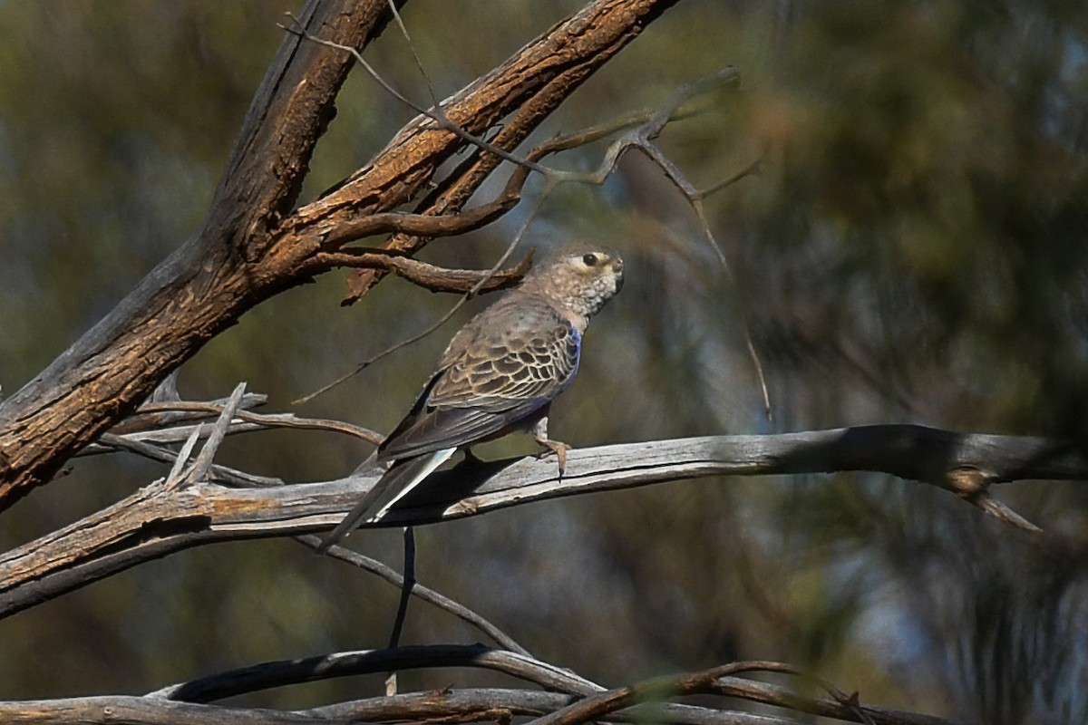 Bourke's Parrot - ML646470783