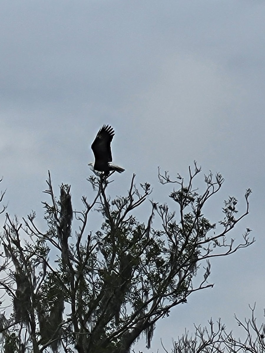 Bald Eagle - ML646470786