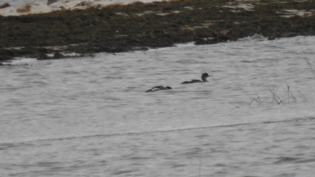 紅胸秋沙 - ML646470787