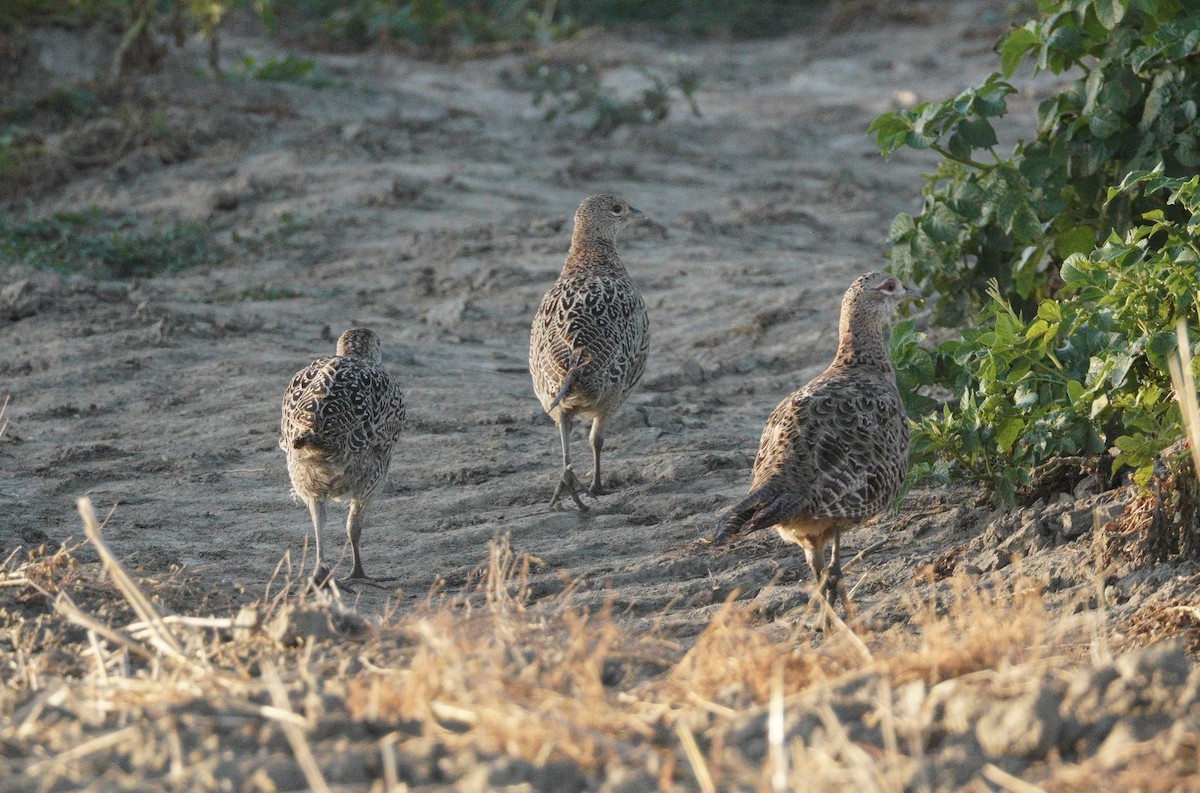 環頸雉 - ML646470789