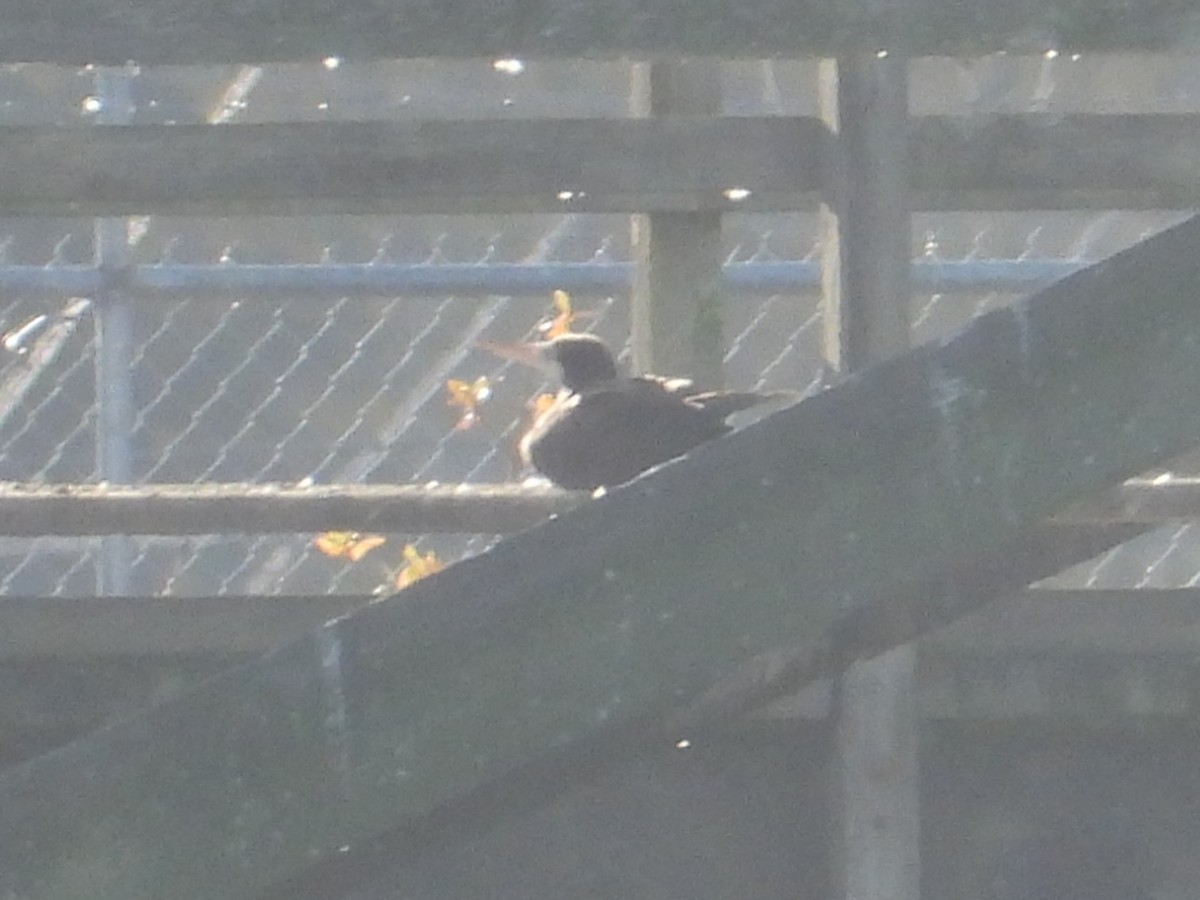 灰頭鰹鳥 - ML646470790