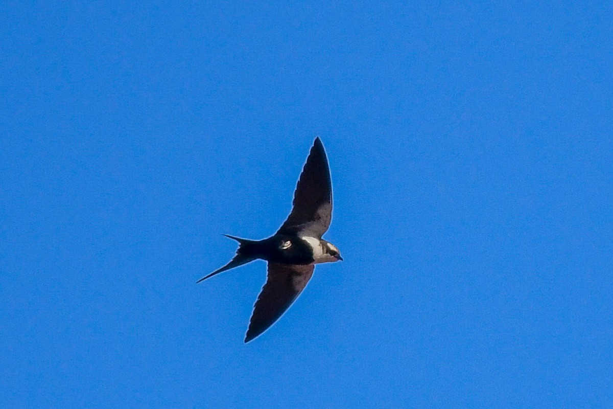 White-backed Swallow - ML646470791