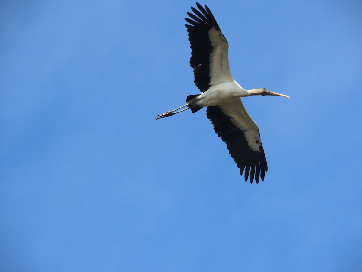 Wood Stork - ML646470792