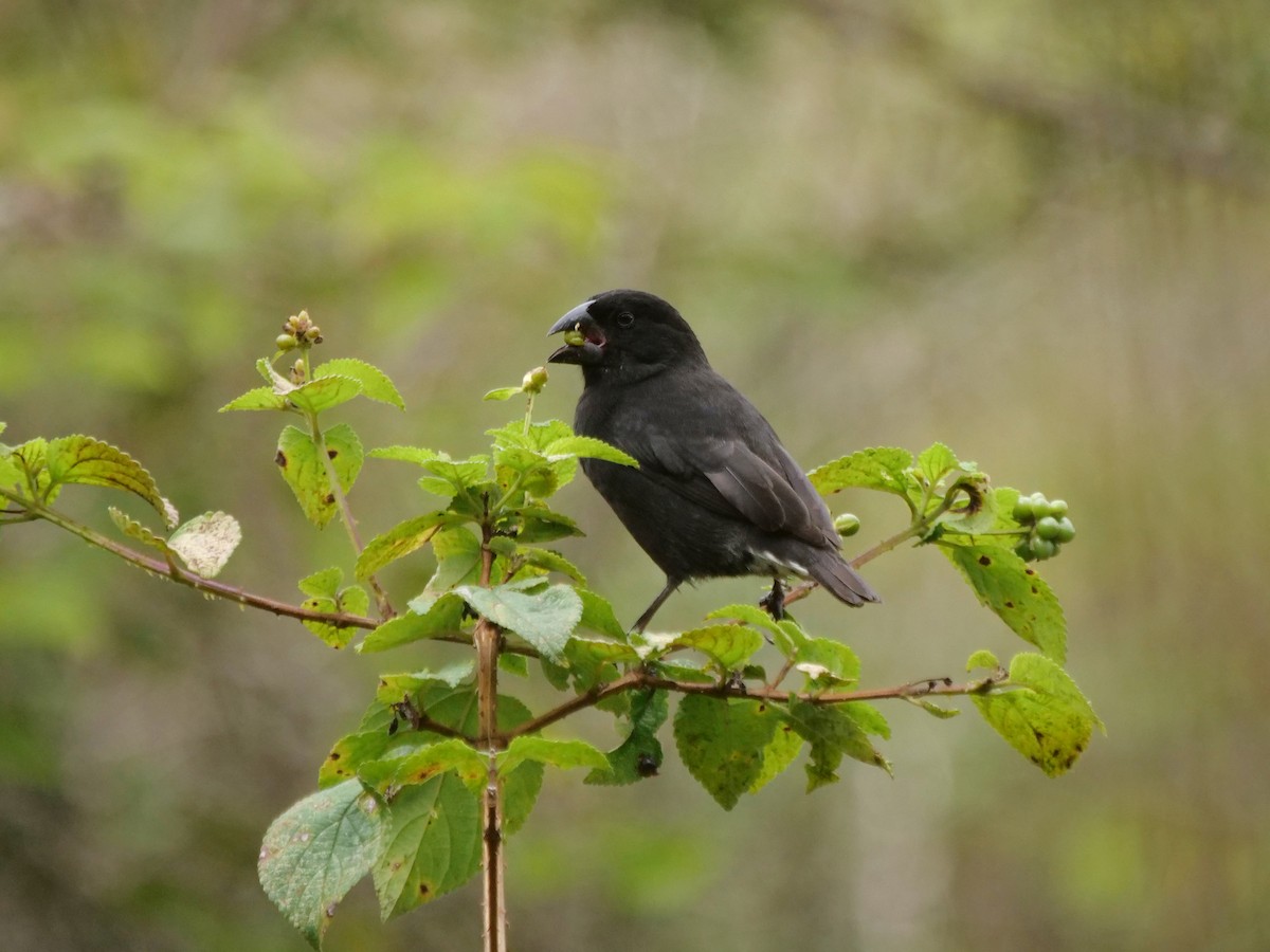 Mittelgrundfink - ML646470794