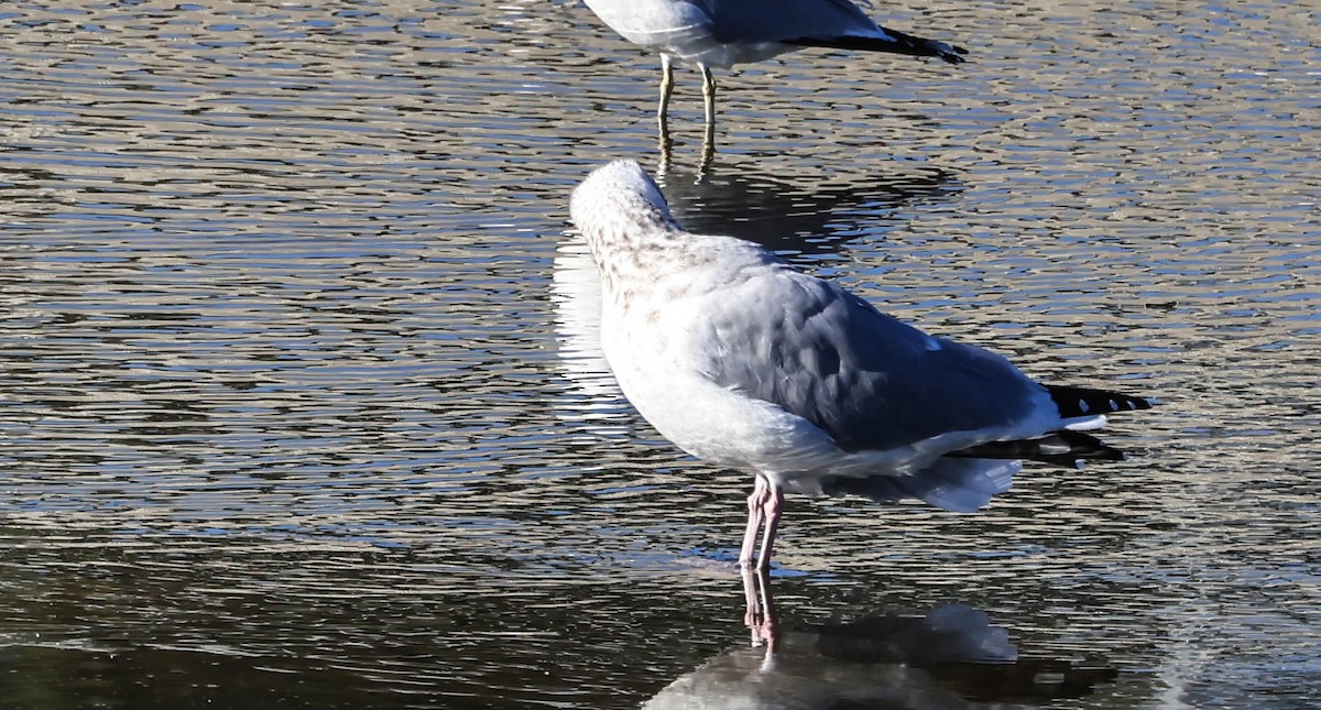 American Herring Gull - ML646470796