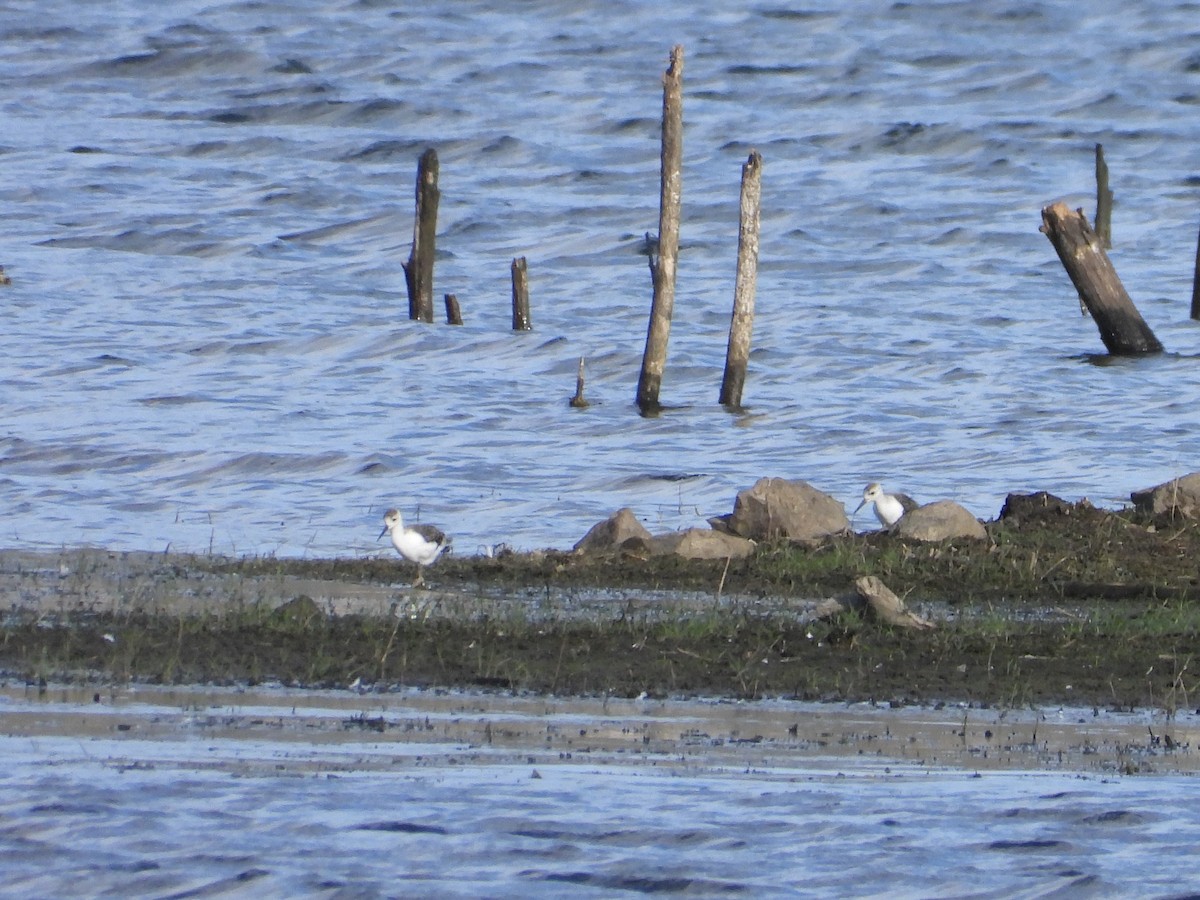 黑領高蹺鴴 - ML646470798