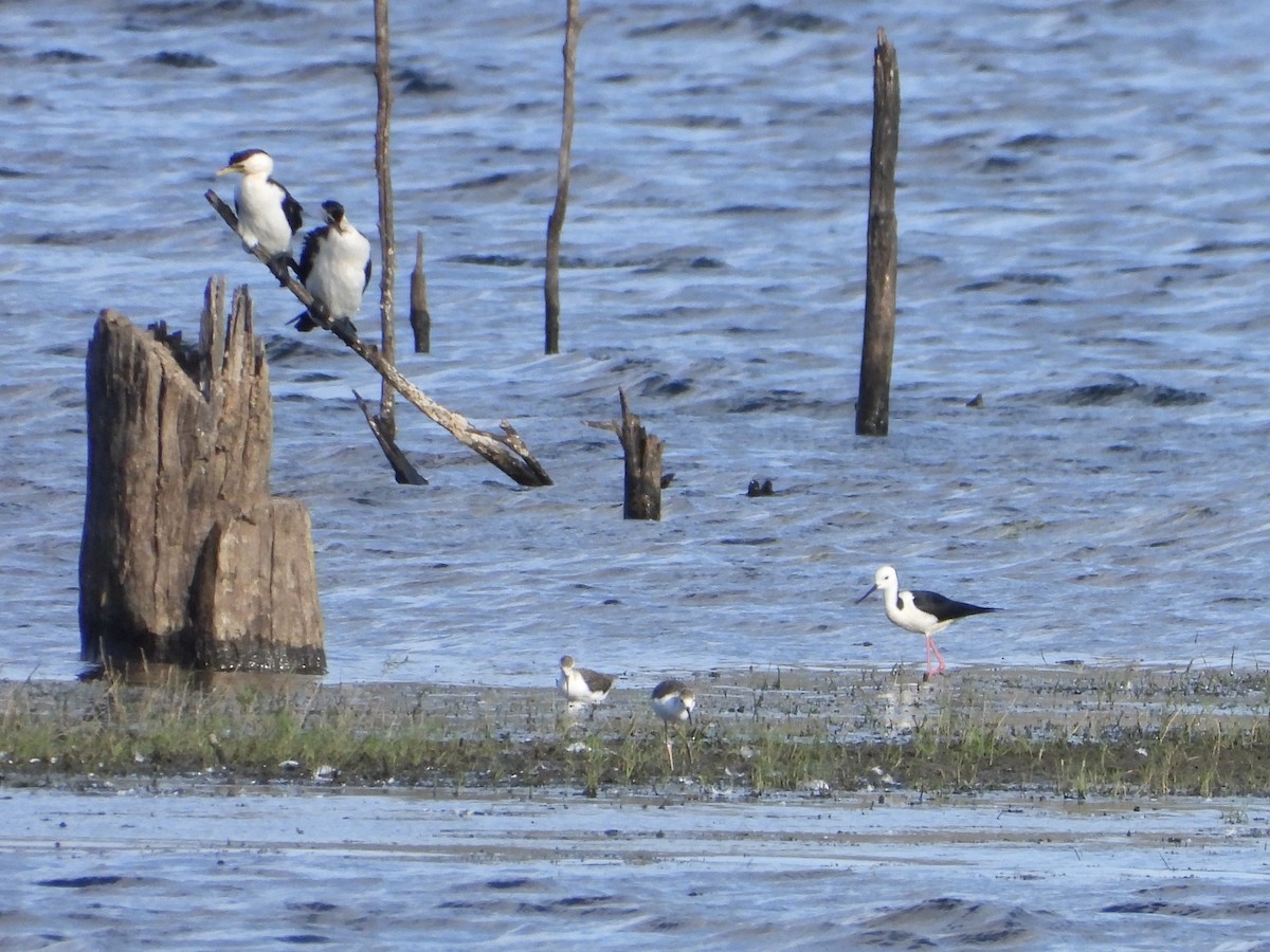 黑領高蹺鴴 - ML646470801