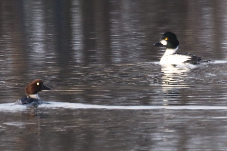 鵲鴨 - ML646470802