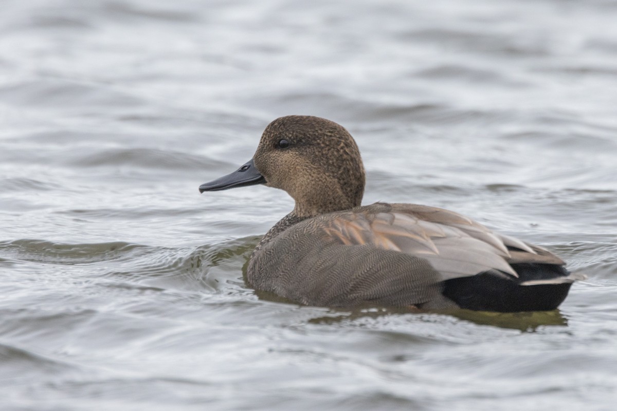 赤膀鴨 - ML646470803