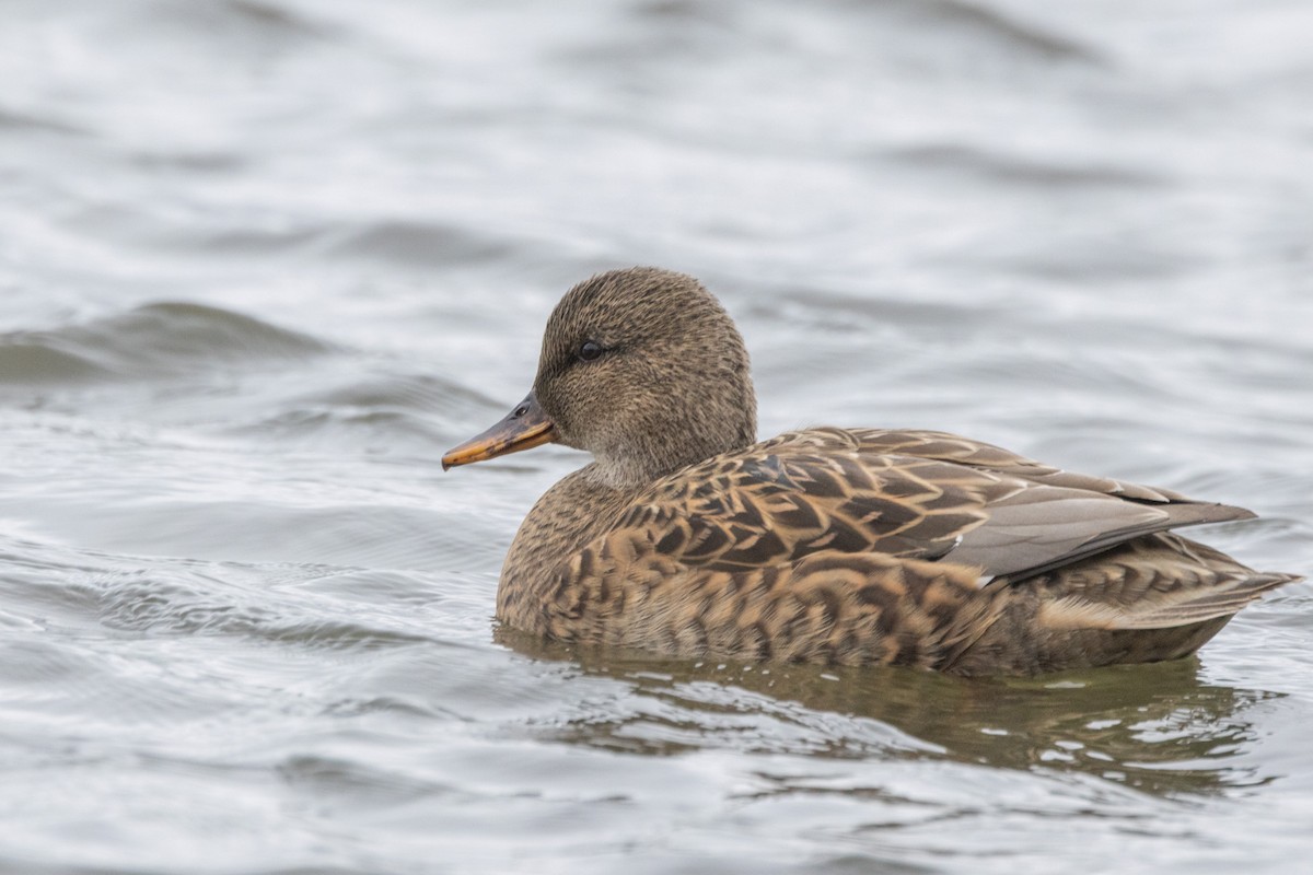 赤膀鴨 - ML646470804