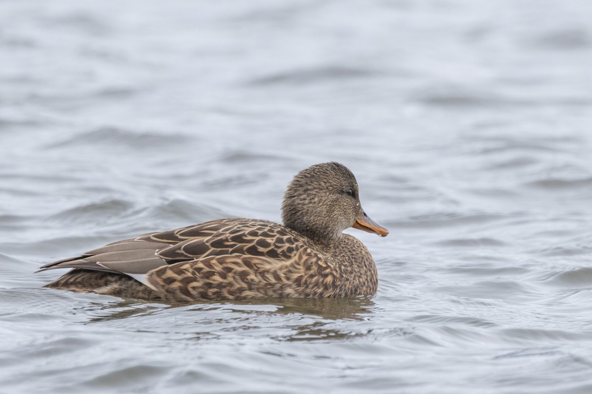 赤膀鴨 - ML646470805