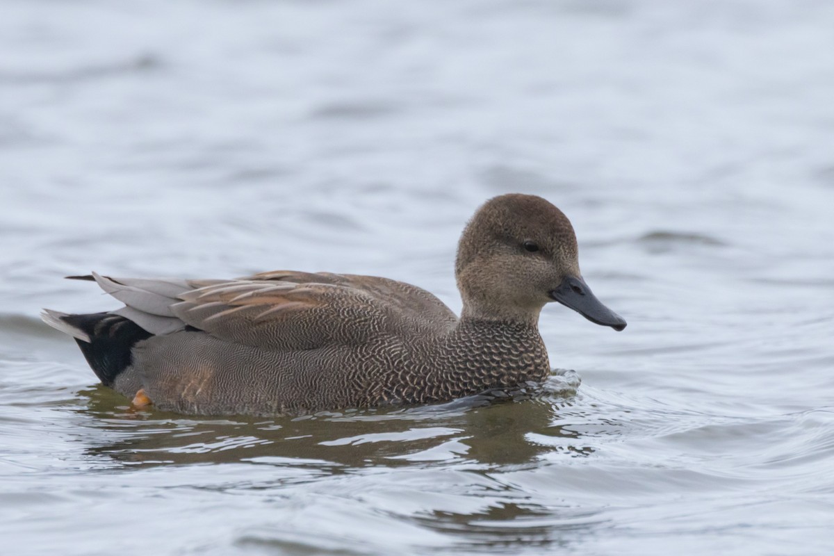 赤膀鴨 - ML646470806