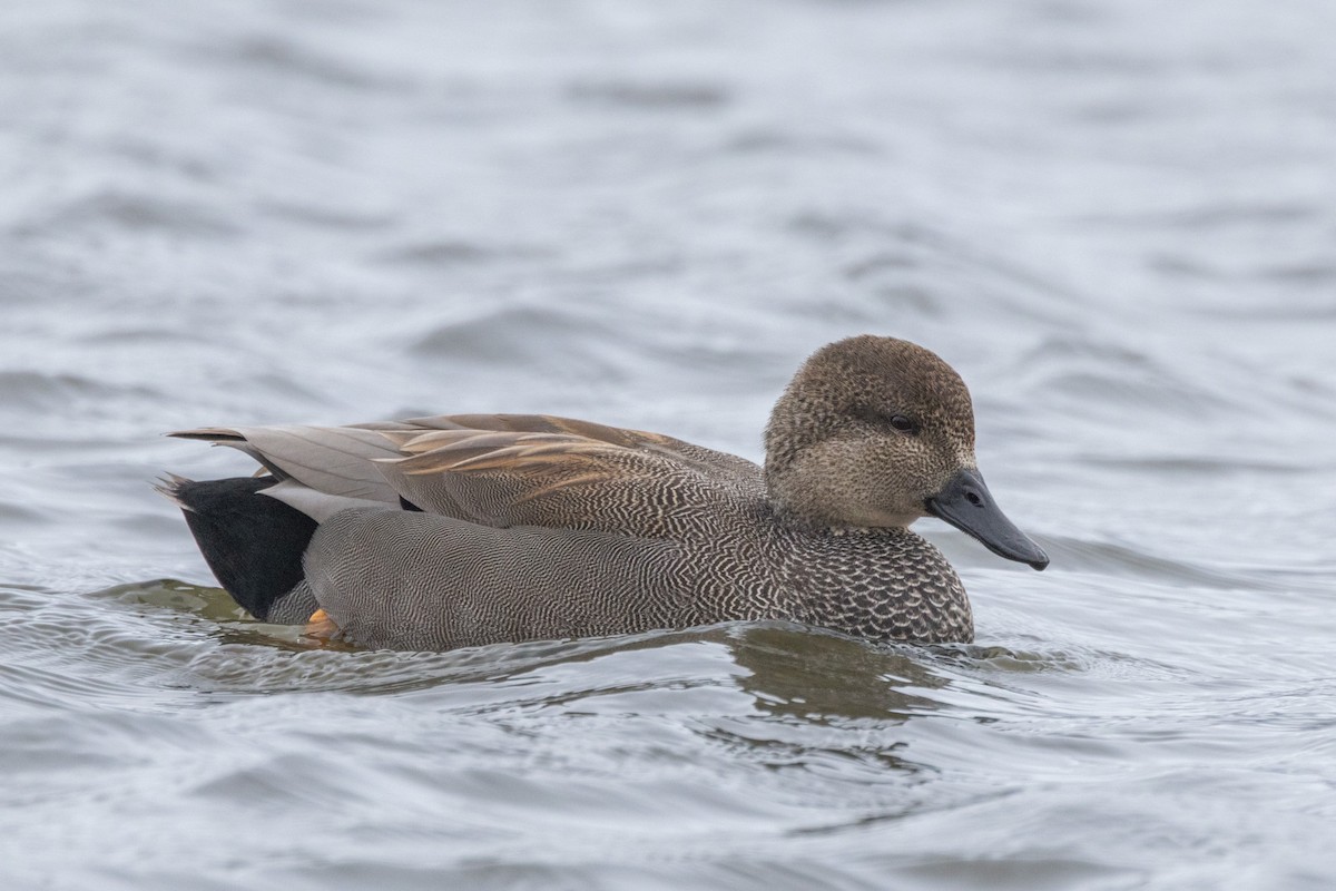 赤膀鴨 - ML646470807