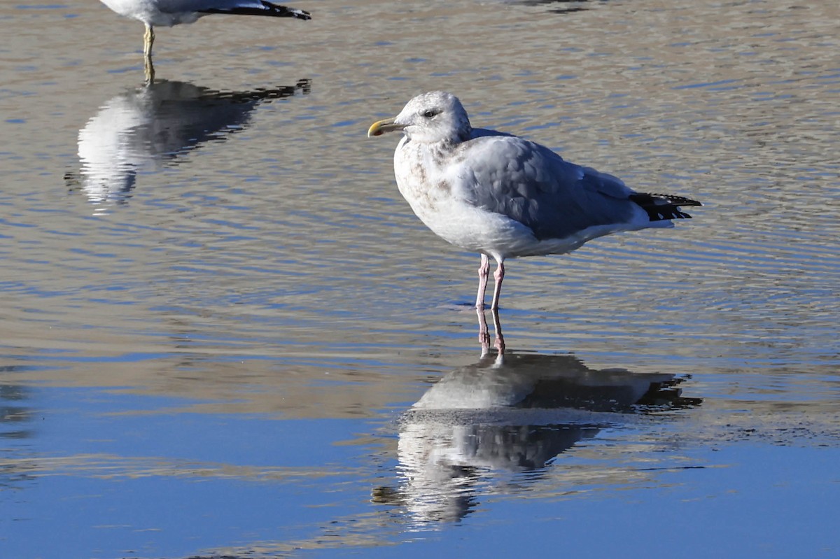 American Herring Gull - ML646470809