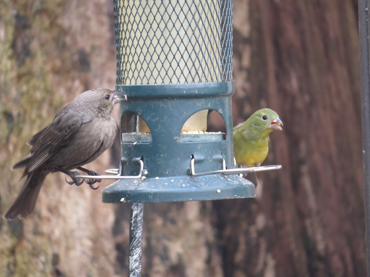 Painted Bunting - ML646470810
