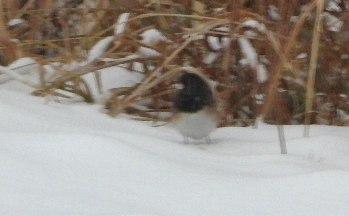 Dark-eyed Junco (Oregon) - ML646470811