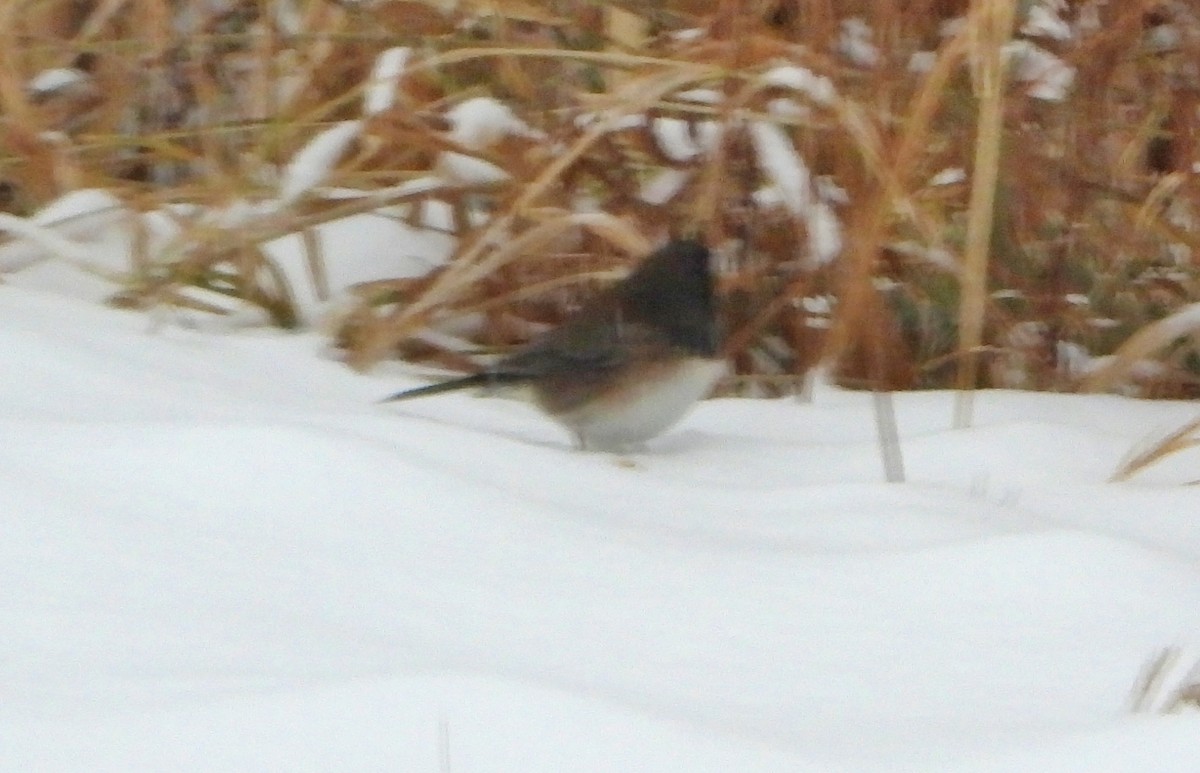 Dark-eyed Junco (Oregon) - ML646470812