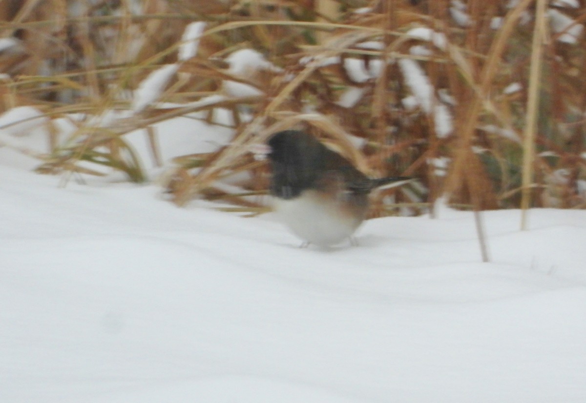 Dark-eyed Junco (Oregon) - ML646470813