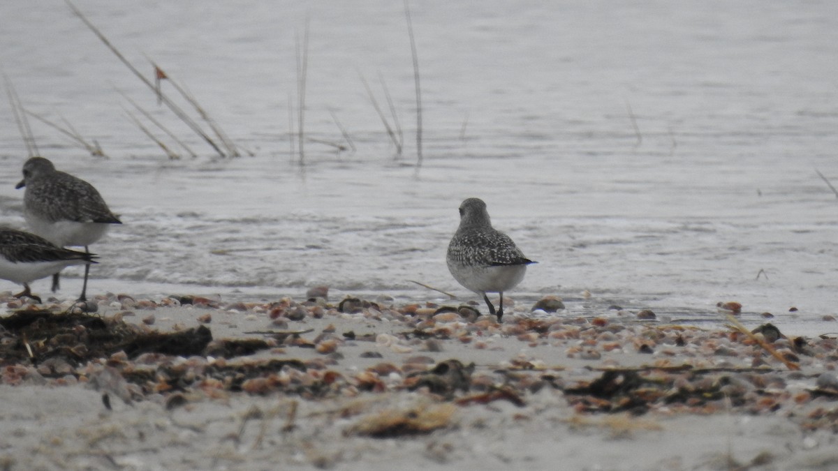 灰斑鴴 - ML646470814