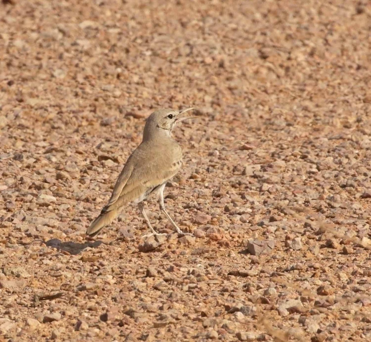 Greater Hoopoe-Lark - ML646470815