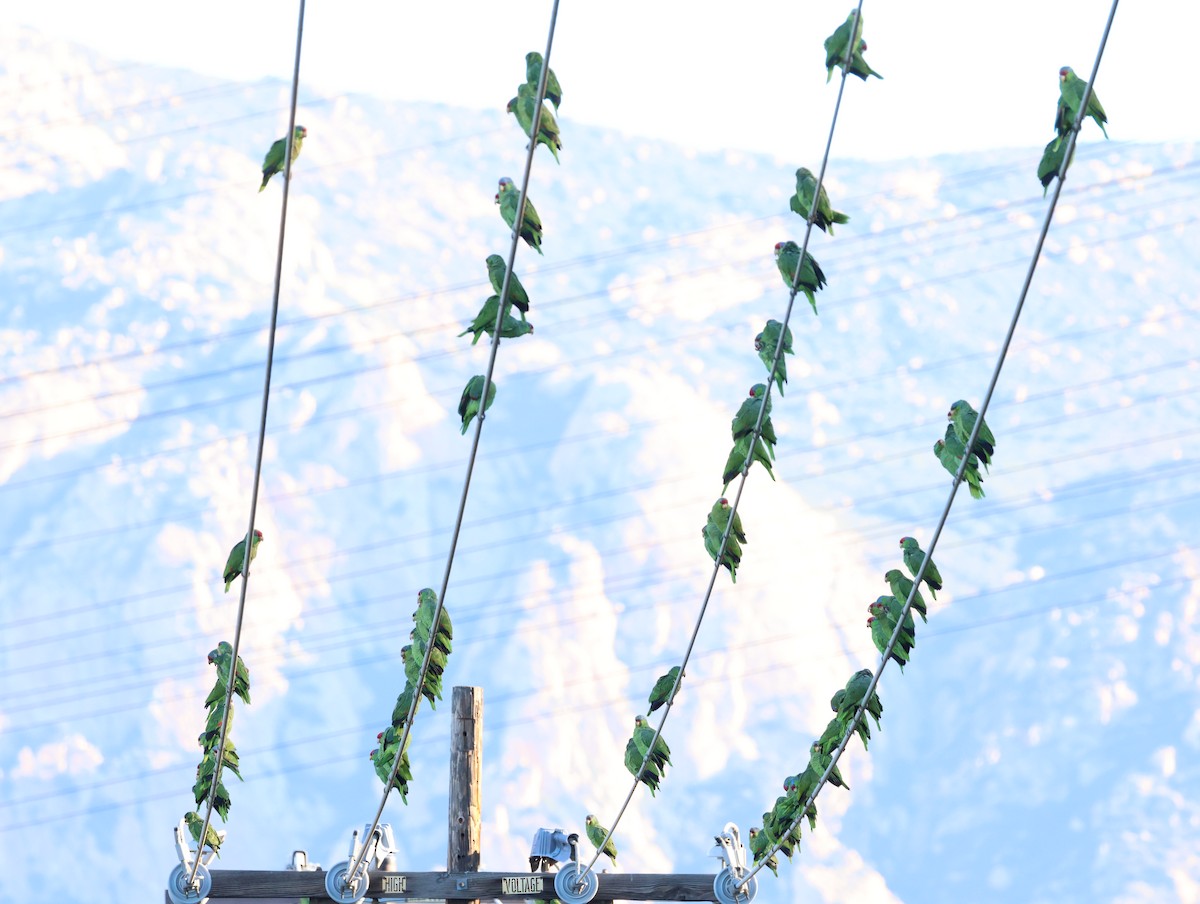 amazon sp. - ML646470816