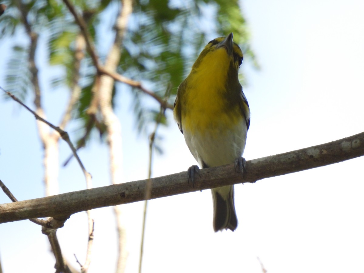 キノドモズモドキ - ML646470817