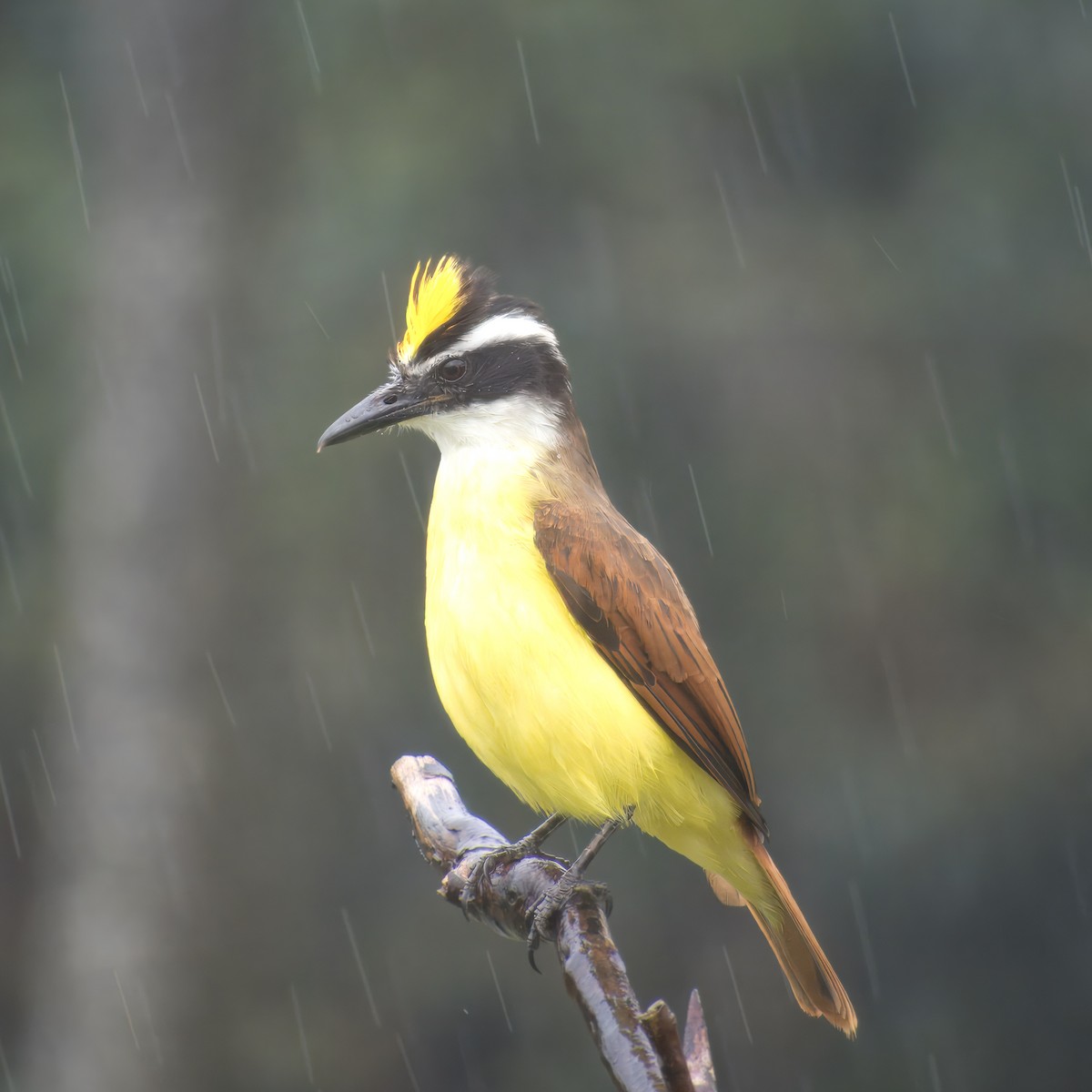 Great Kiskadee - ML646470819