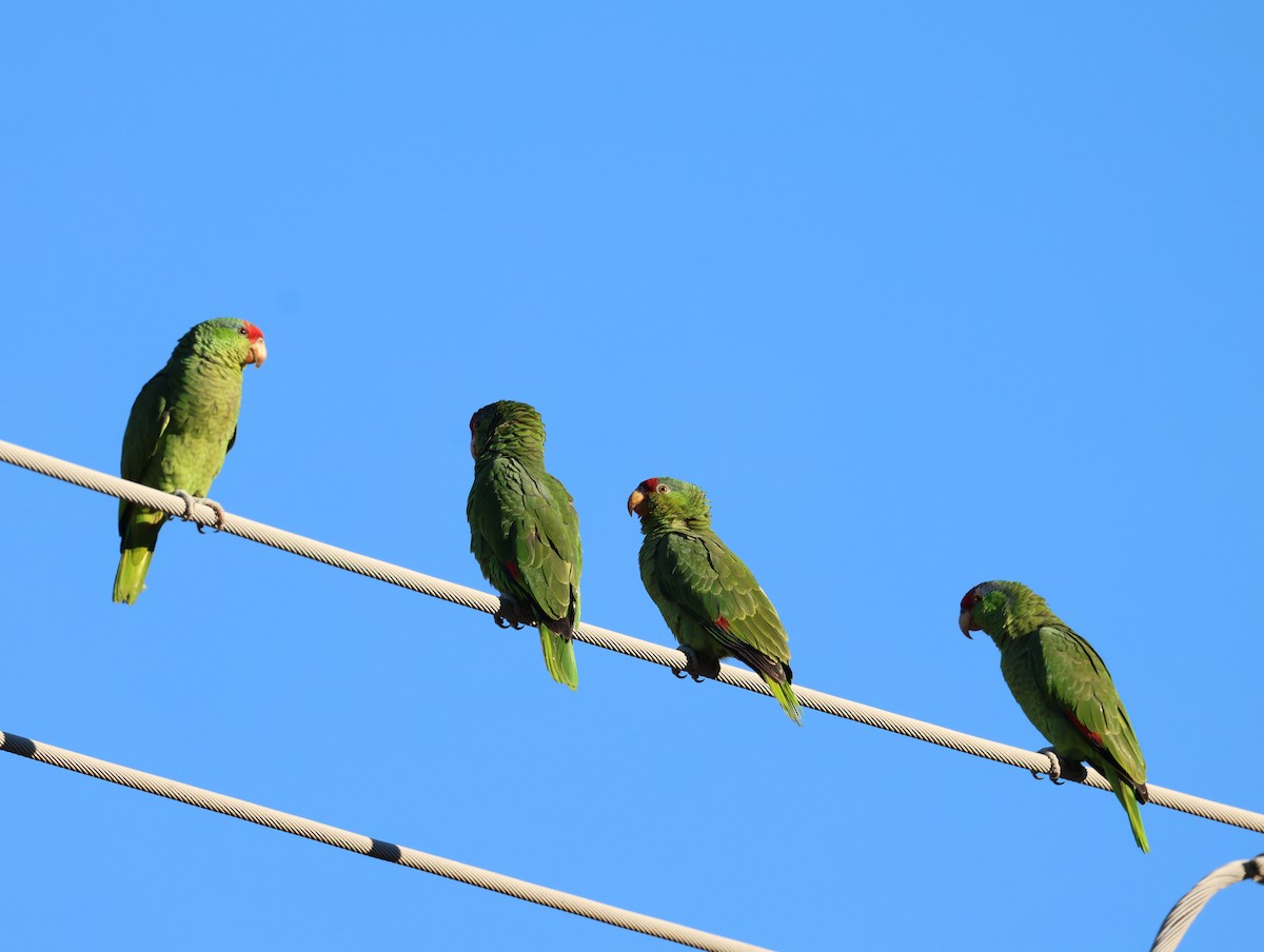 amazon sp. - ML646470824