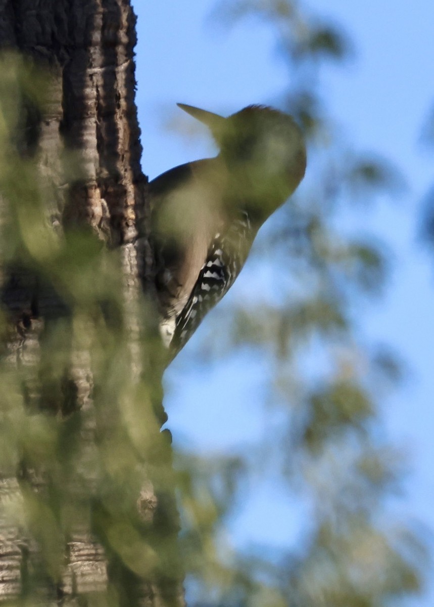 Carpintero de Gila - ML646470826