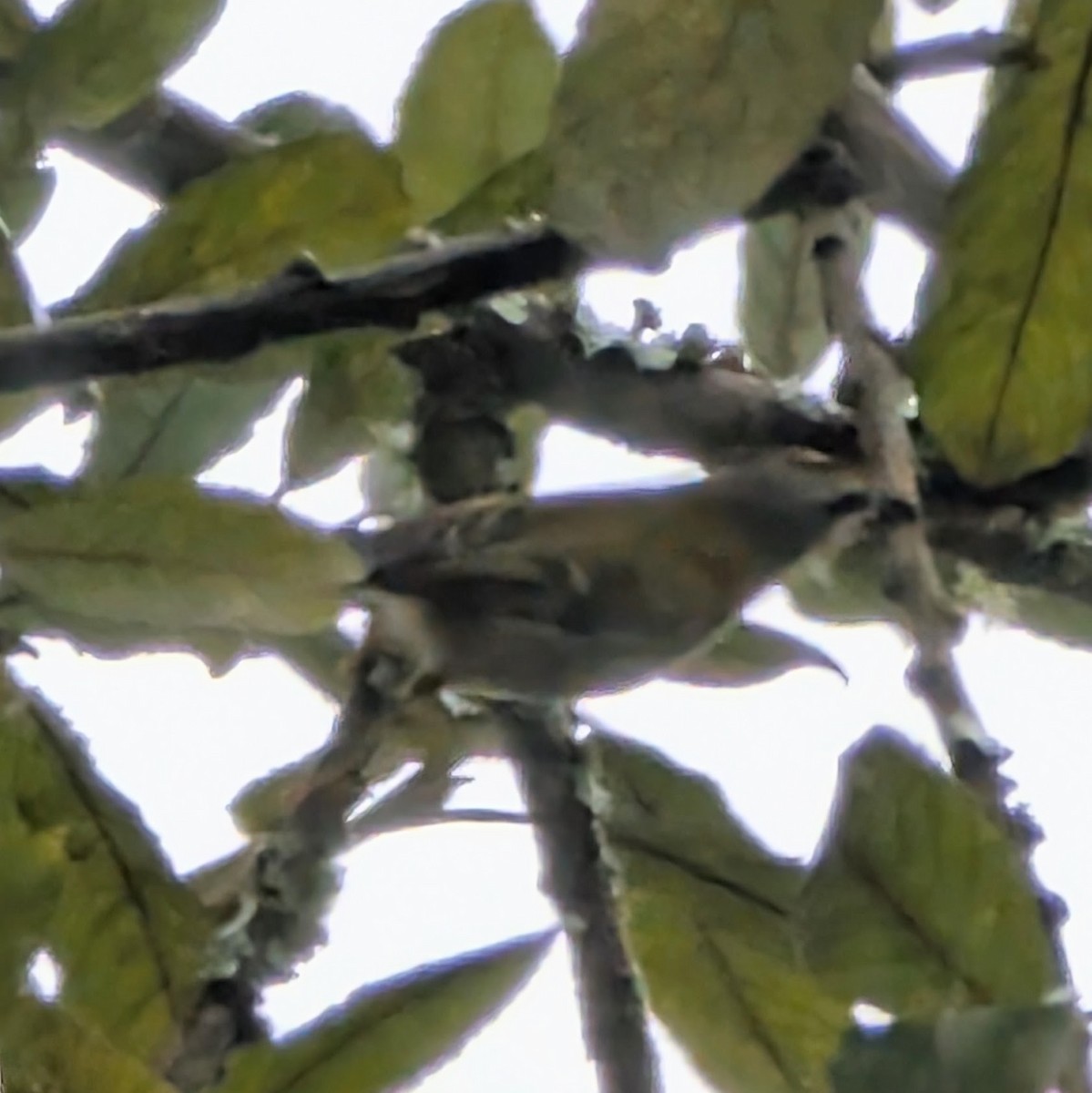 Roitelet triple-bandeau - ML646470828