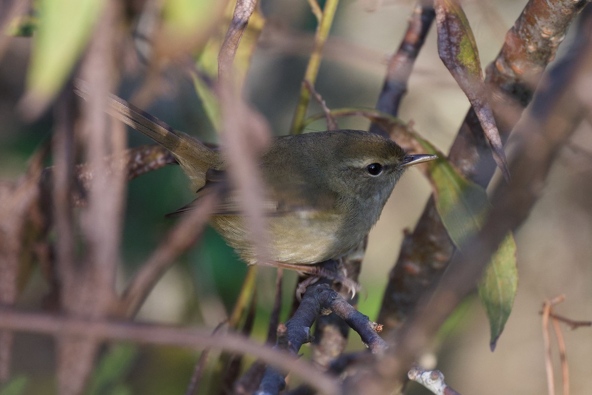 Japanese Bush Warbler - ML646470830