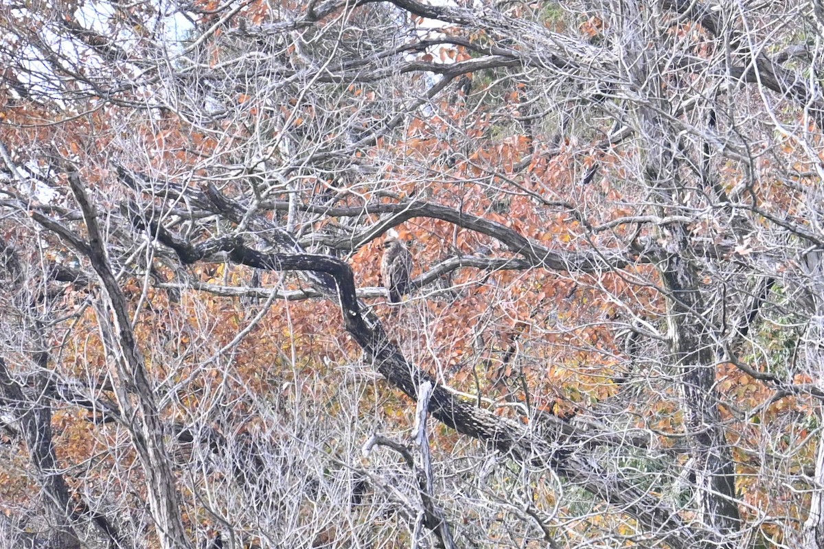 Eastern Buzzard - ML646470831