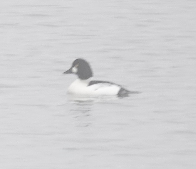 Common Goldeneye - ML646470833