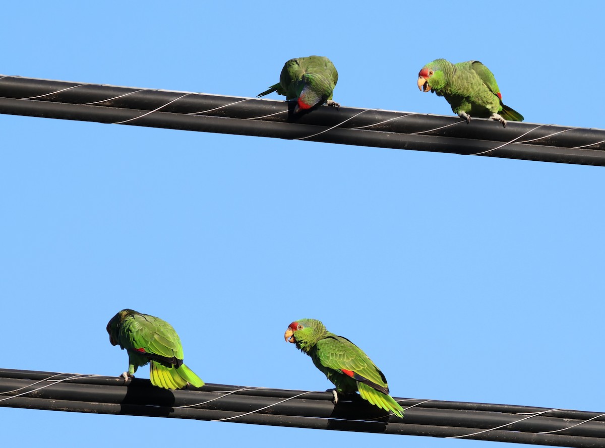 amazon sp. - ML646470834