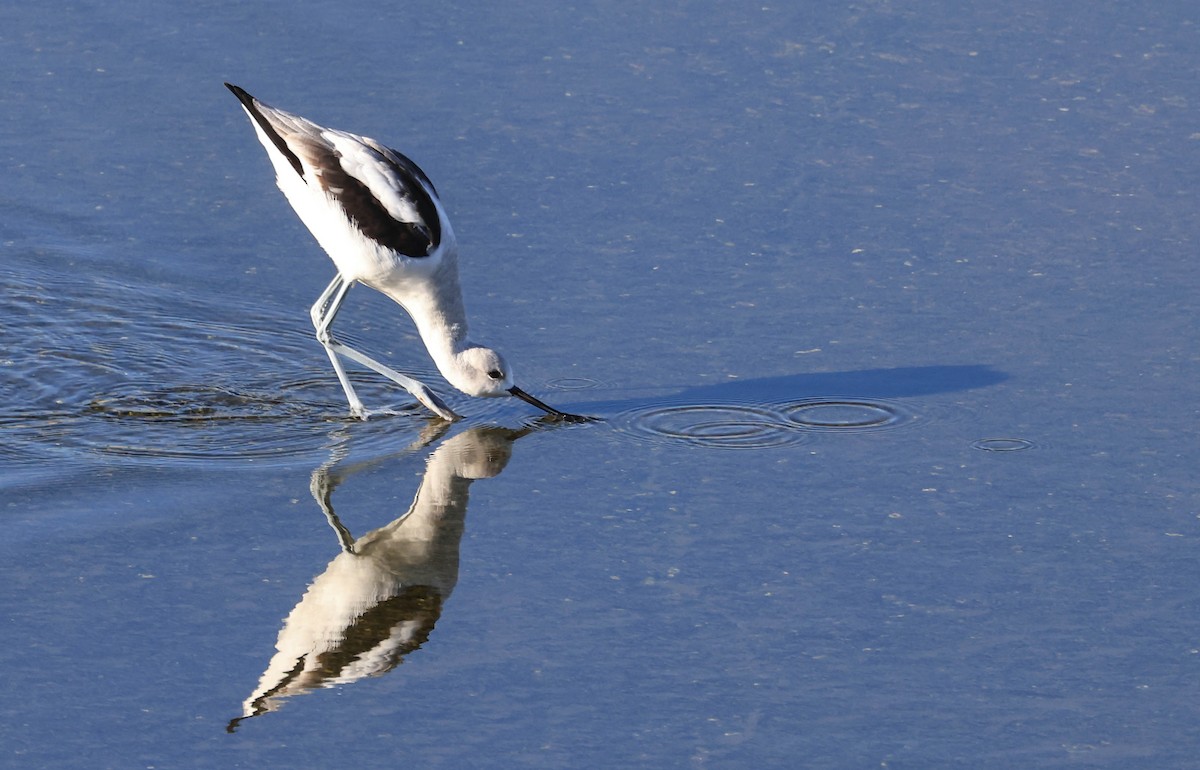 American Avocet - ML646470836