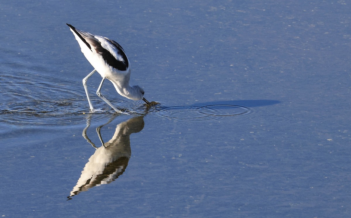 American Avocet - ML646470837