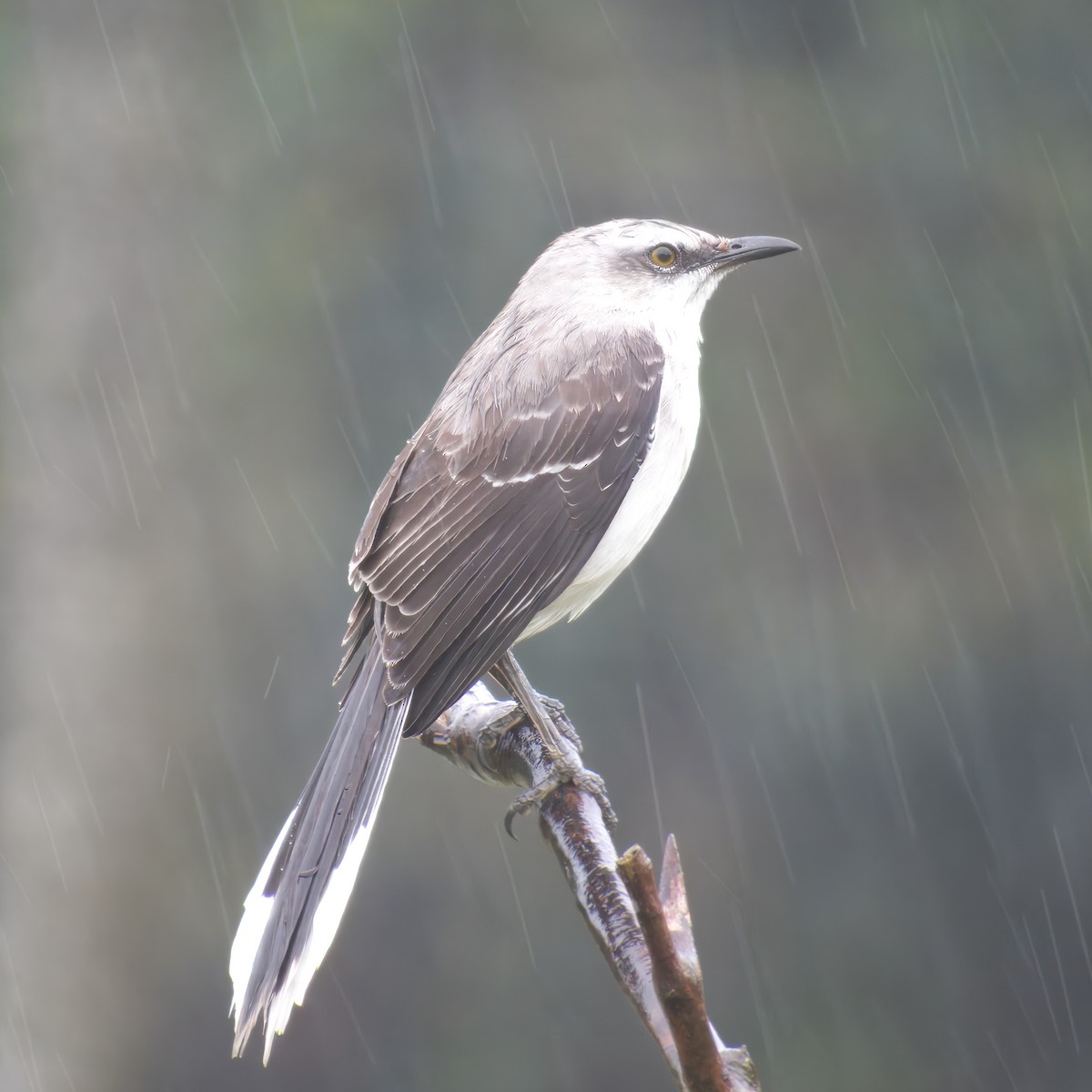 Tropical Mockingbird - ML646470838