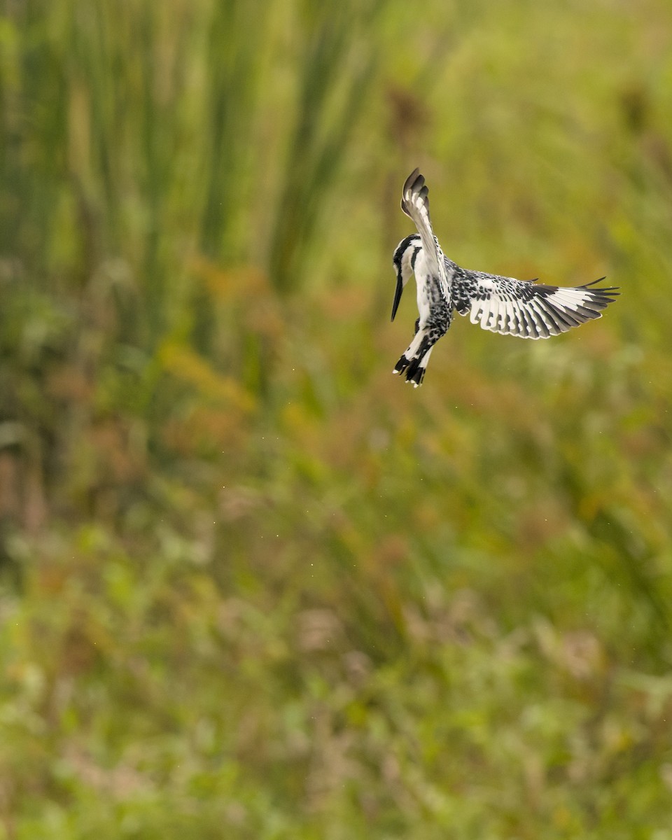 斑翡翠 - ML646470839