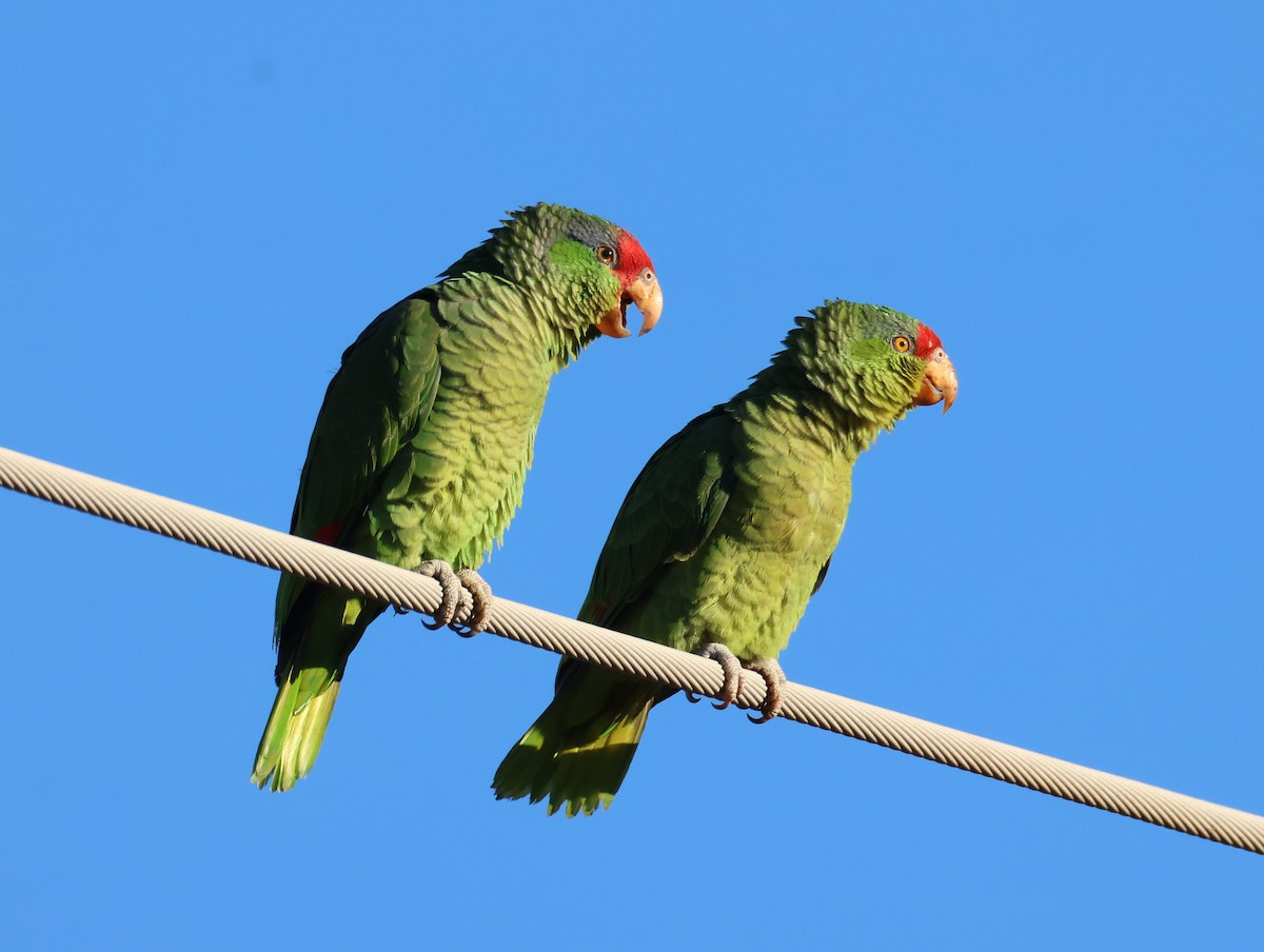 amazon sp. - ML646470842