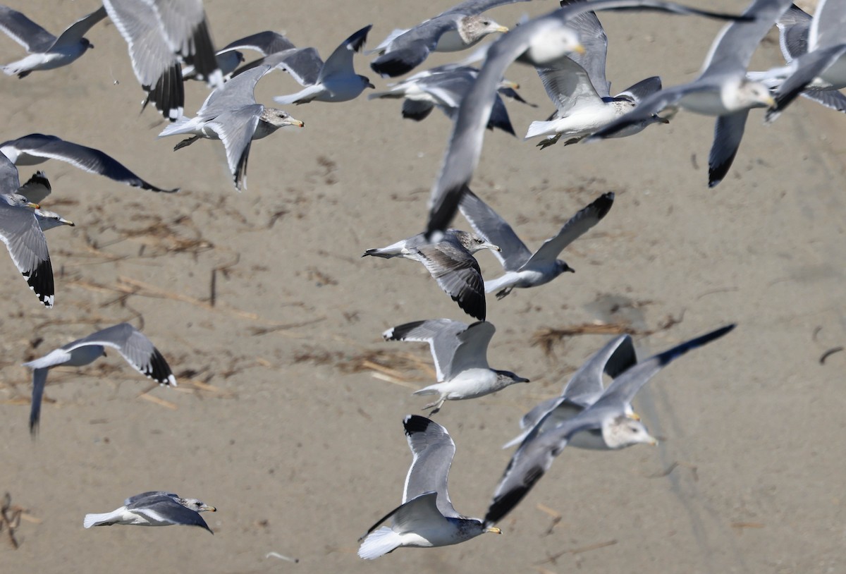 California Gull - ML646470843