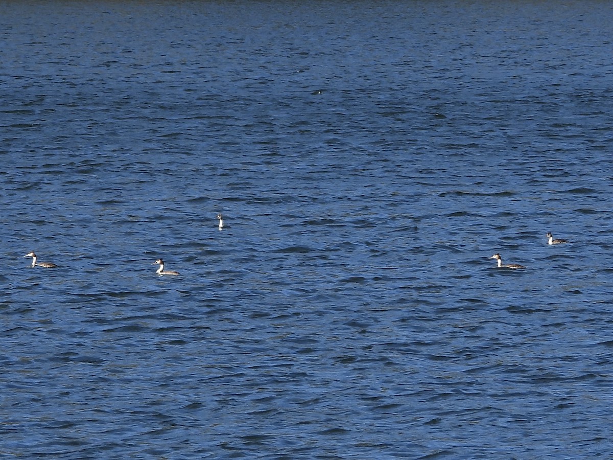 potápka roháč - ML646470845