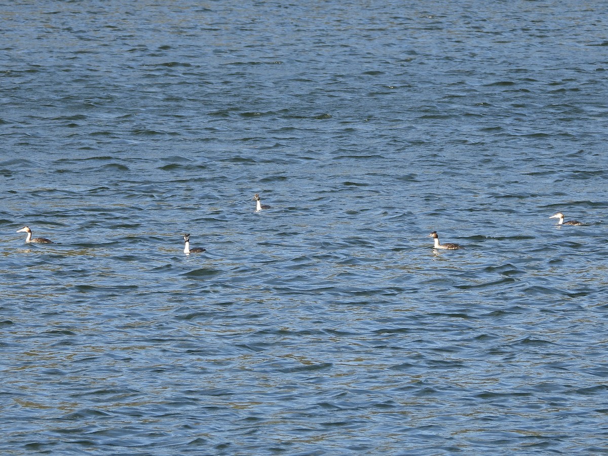 potápka roháč - ML646470846