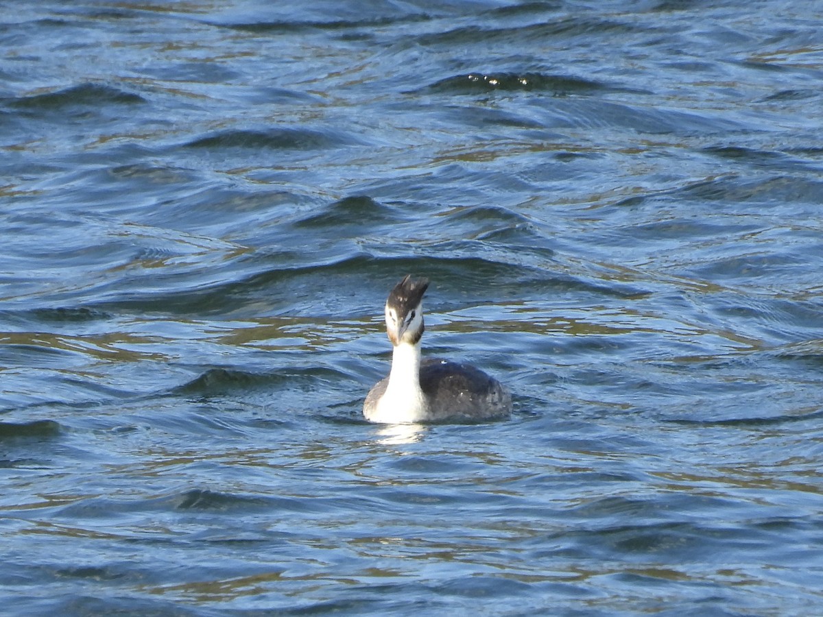 potápka roháč - ML646470847